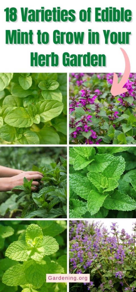 18 Varieties of Edible Mint to Grow in Your Herb Garden pinterest image.