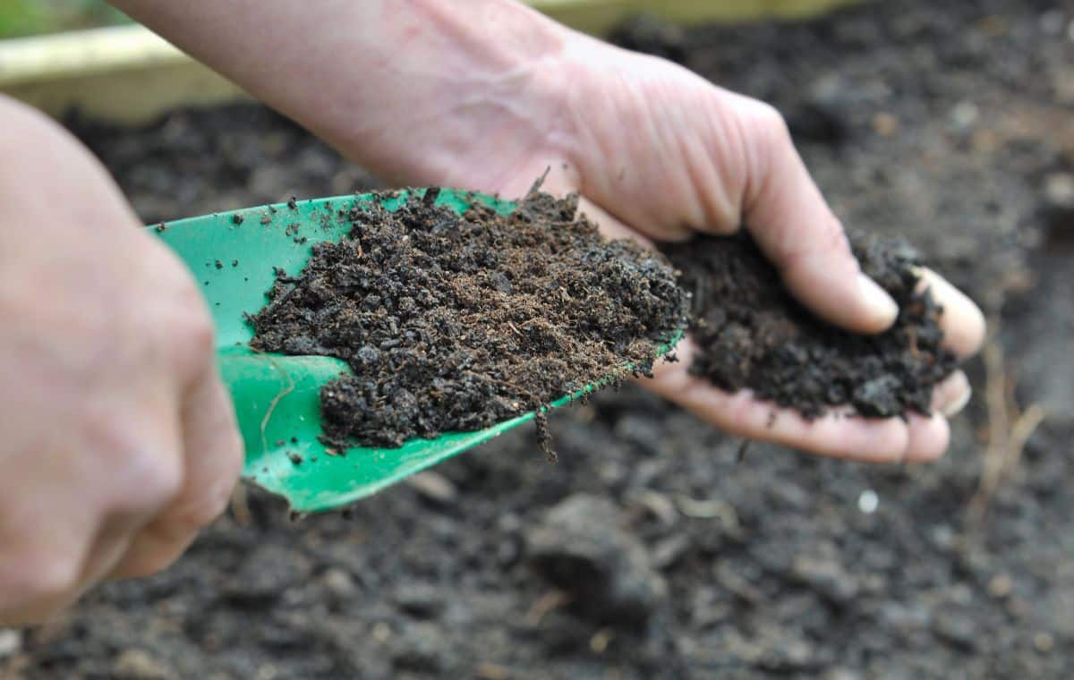 Checking soil for jumping worms