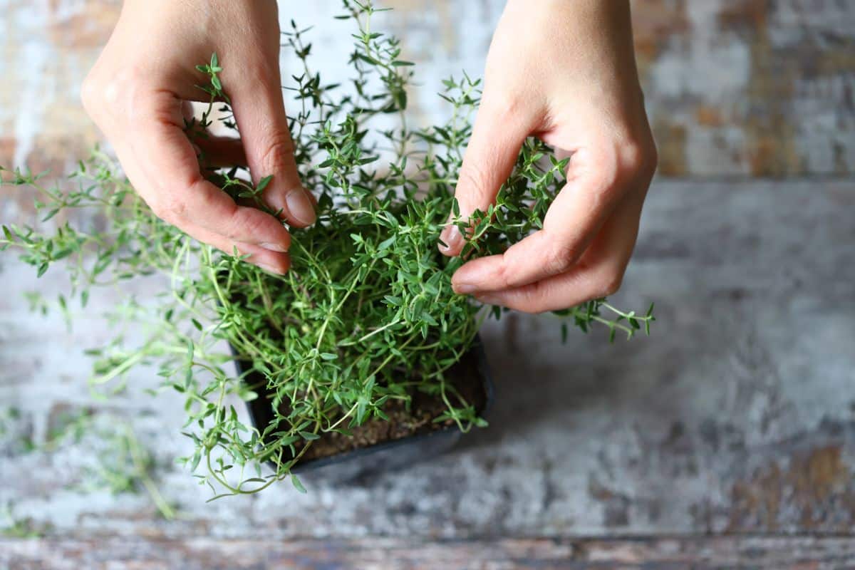 A small thyme plant