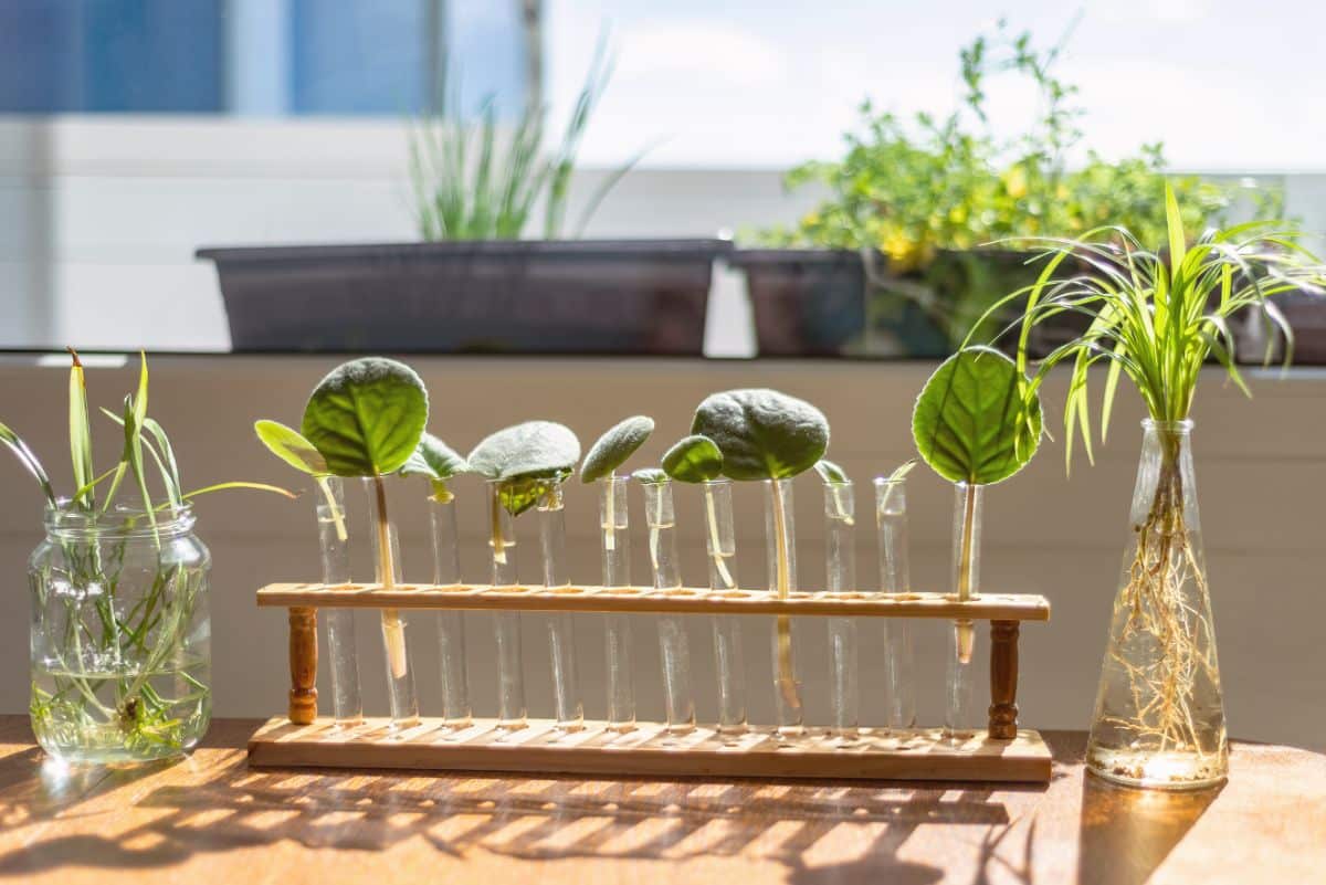 Herbs rooting in test tube vials in a rack