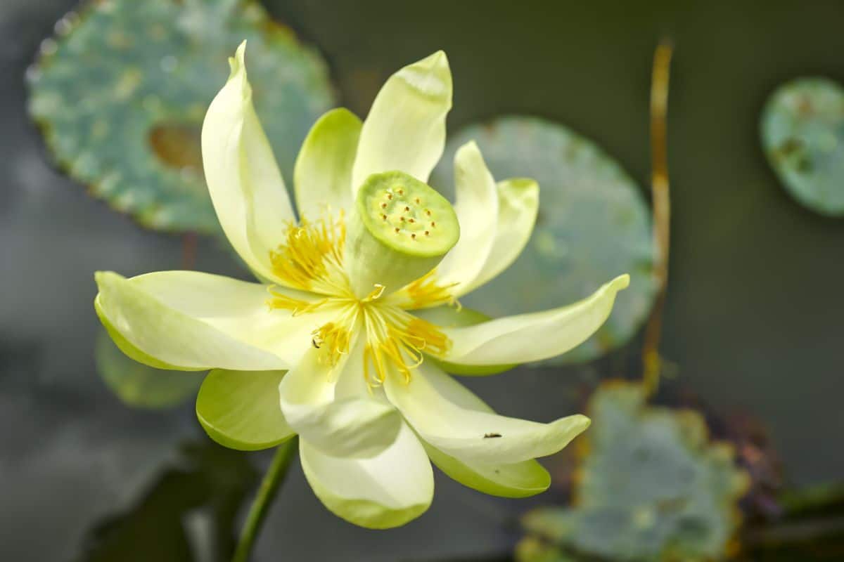 Yellow flowered American lotus