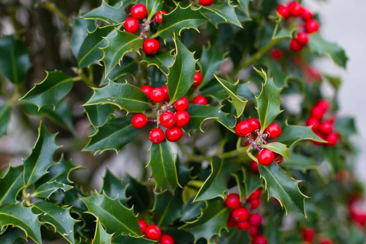 A holly bush with red berries