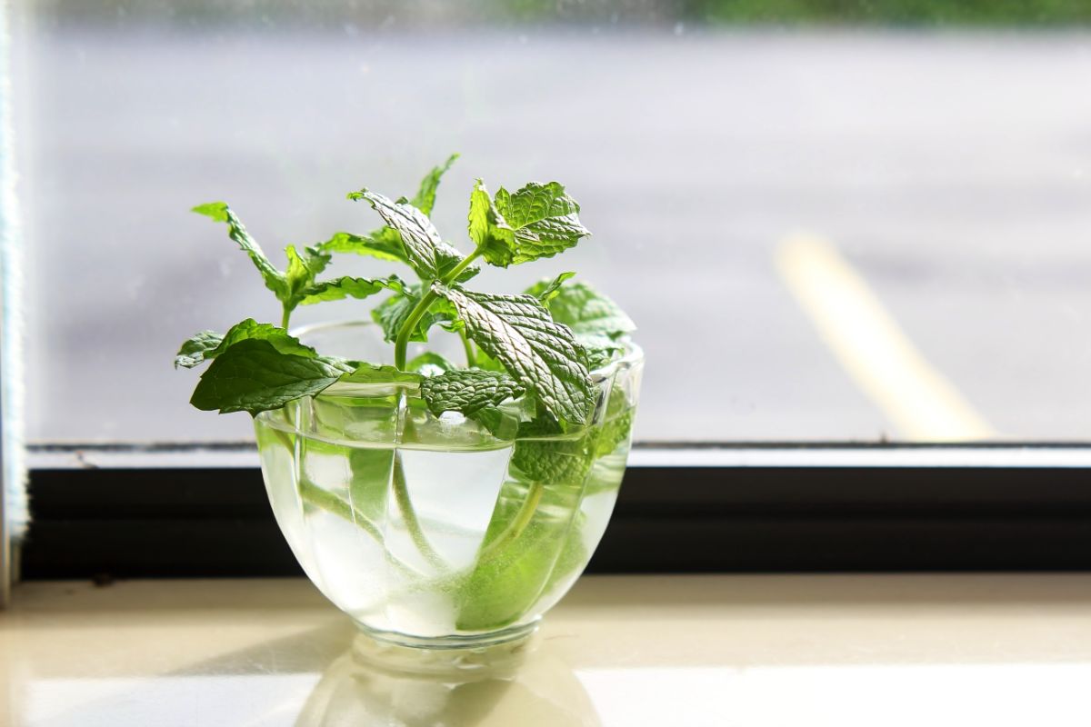 a propagating herb in a jar of water