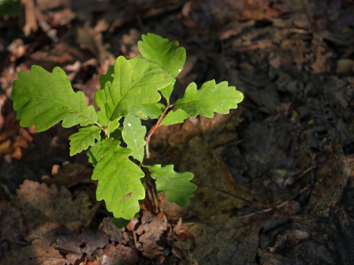 An oak tree living in happy soil