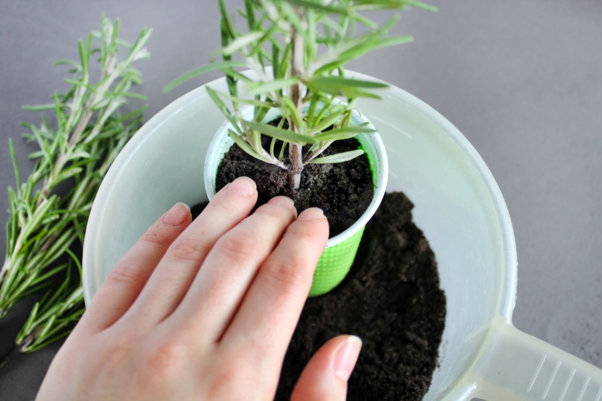 Propagating rosemary in a soil cup