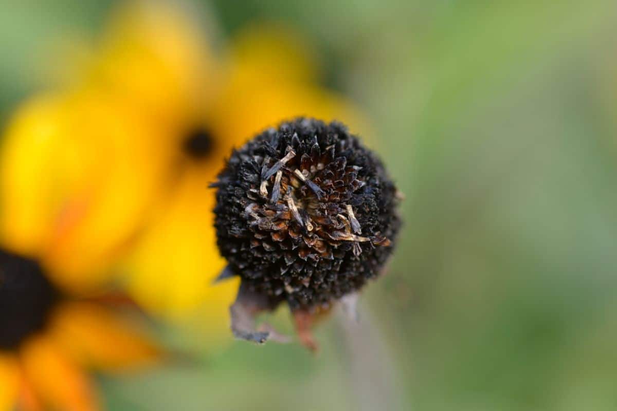 A flower head gone to seed