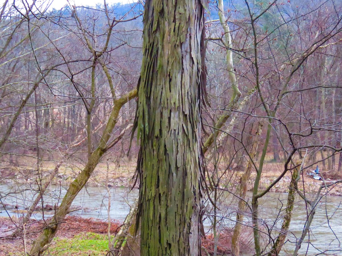 Shagbark hickory next to a river