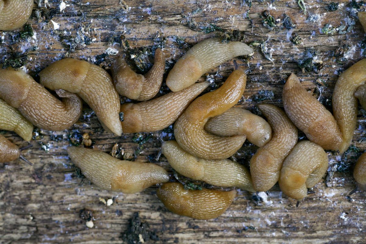 Slugs gathered in a fall garden
