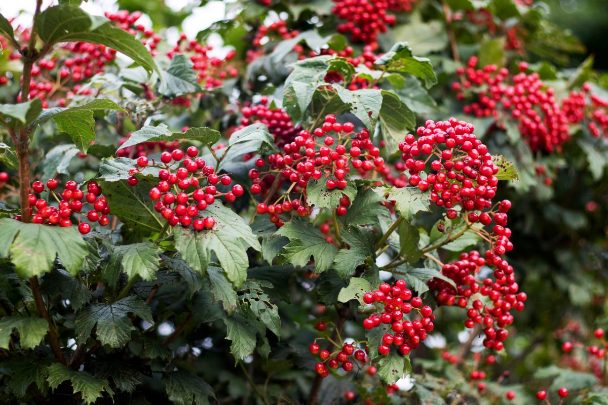 Red berries on viburnum plant