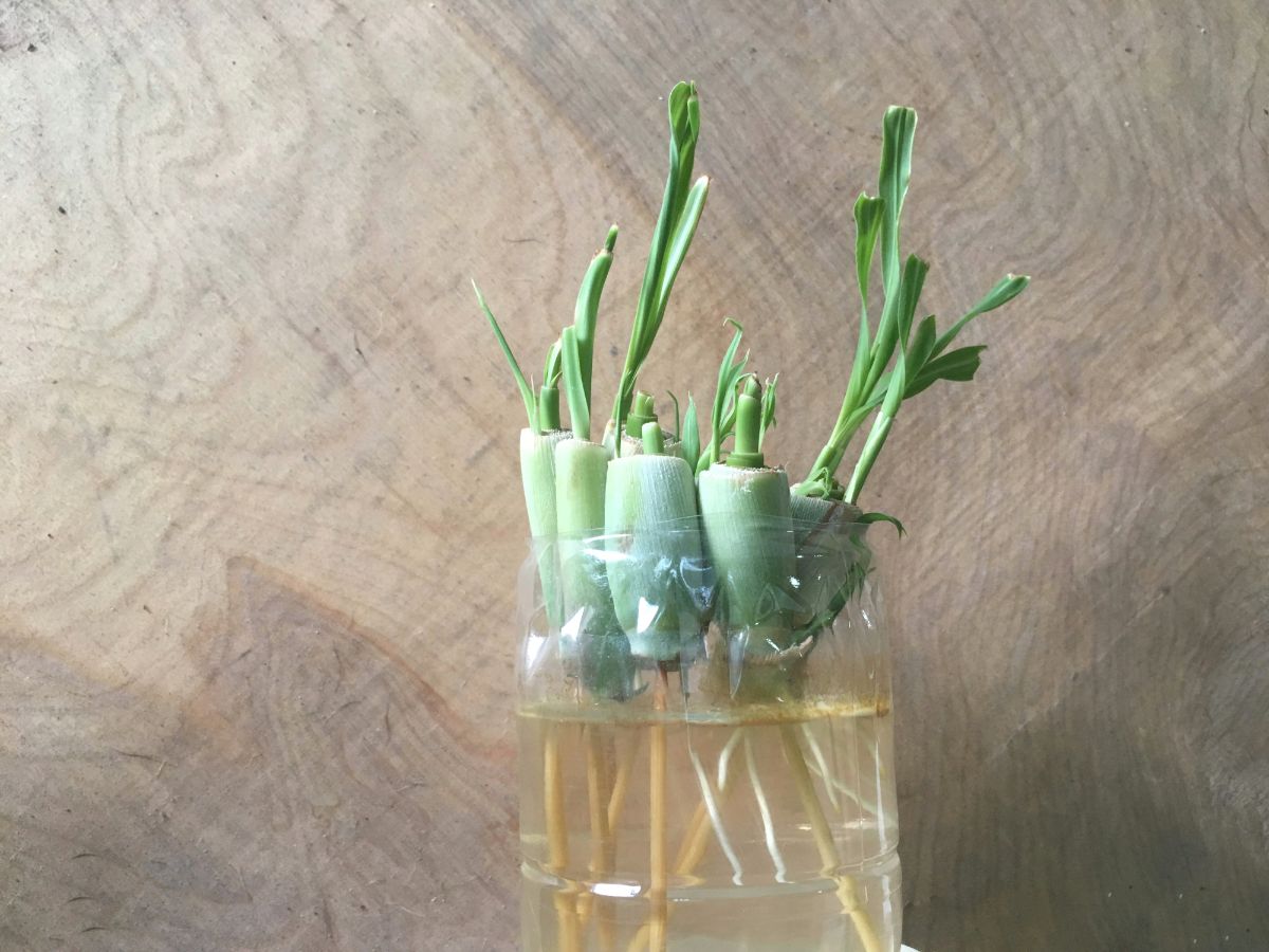 Herbs in a jar of water waiting to root