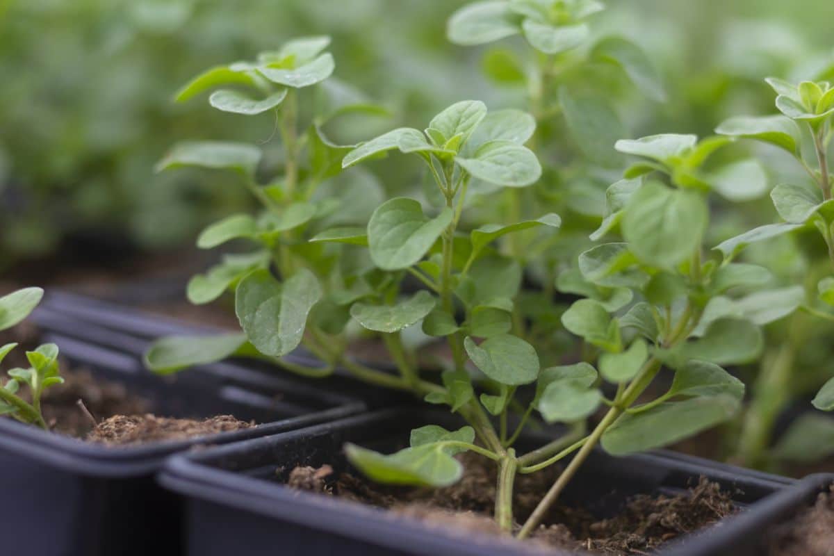 A rooting marjoram plant