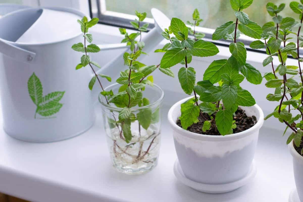 Herbs rooting in water jars