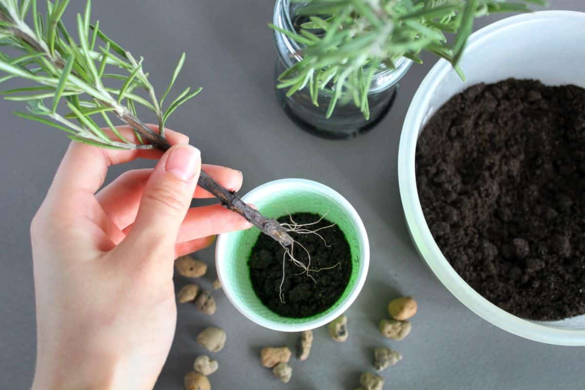 A sprig of rosemary with new roots