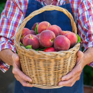 A man holds a basket full of ripe peaches.