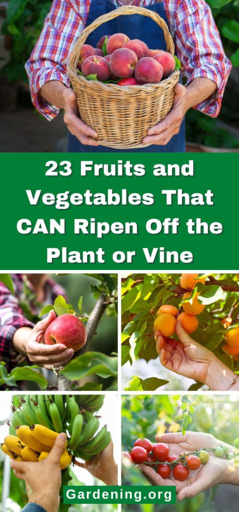 23 Fruits and Vegetables That CAN Ripen Off the Plant or Vine pinterest image.