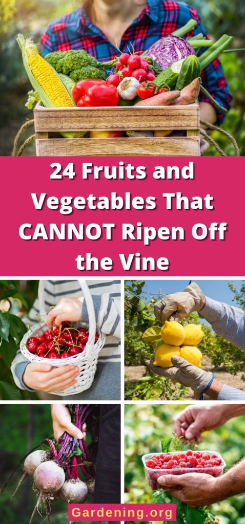 24 Fruits and Vegetables That CANNOT Ripen Off the Vine pinterest image.