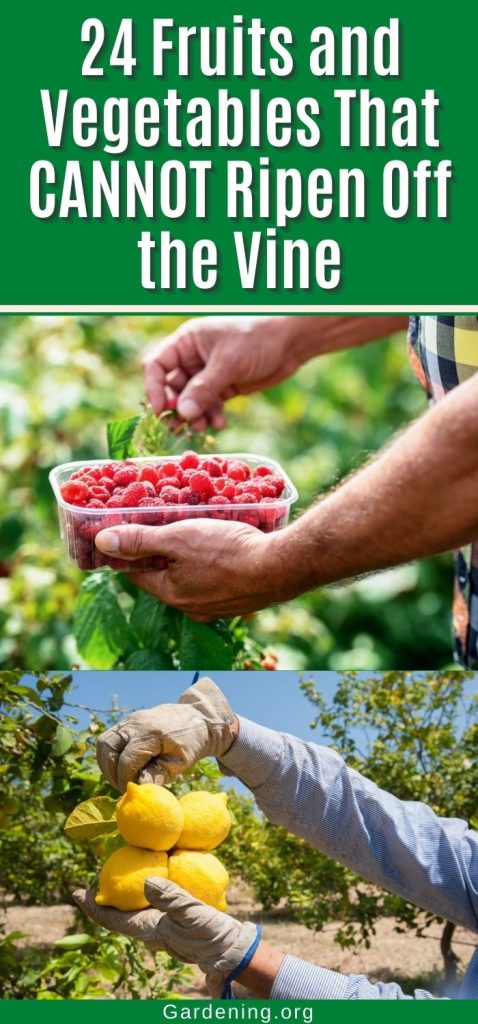 24 Fruits and Vegetables That CANNOT Ripen Off the Vine pinterest image.