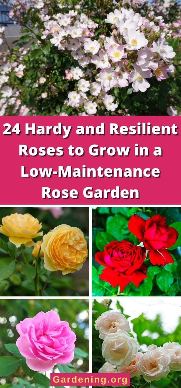 24 Hardy and Resilient Rose Varieties You Can Grow Easily