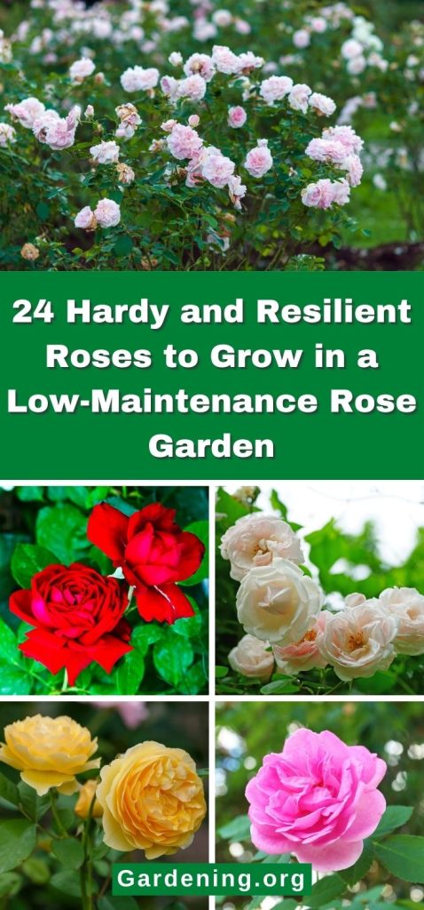 24 Hardy and Resilient Roses to Grow in a Low-Maintenance Rose Garden pinterest image.