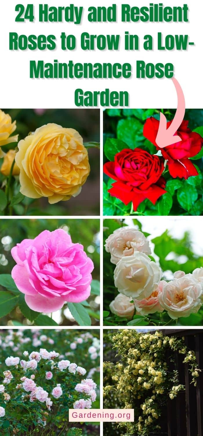 24 Hardy and Resilient Rose Varieties You Can Grow Easily