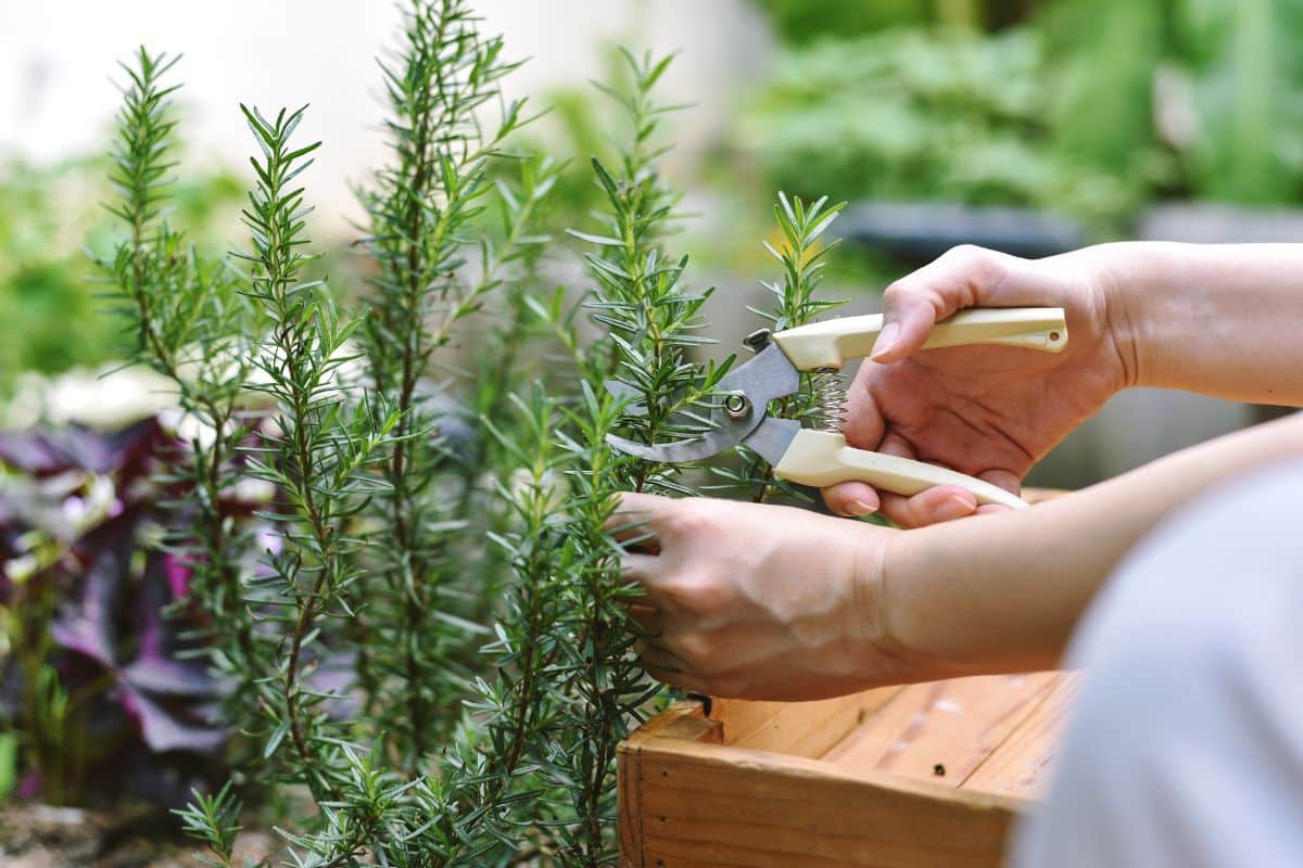 Taking stem cuttings from a rosemary plant in a garden