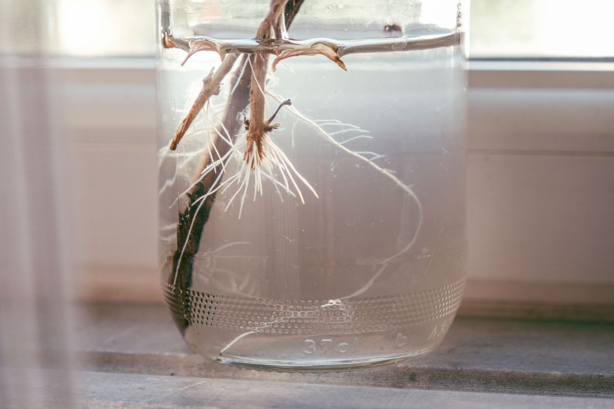 Roots on an herb stem in water