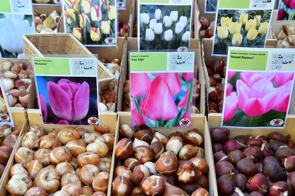 Boxes of fall planted bulbs