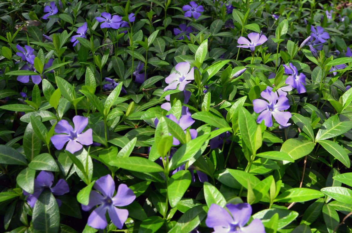 Periwinkle flowers