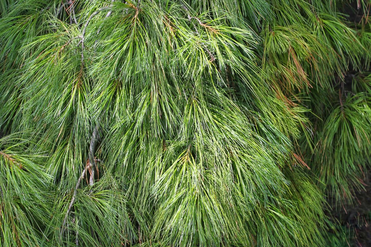 Close up pine needles on a pine tree