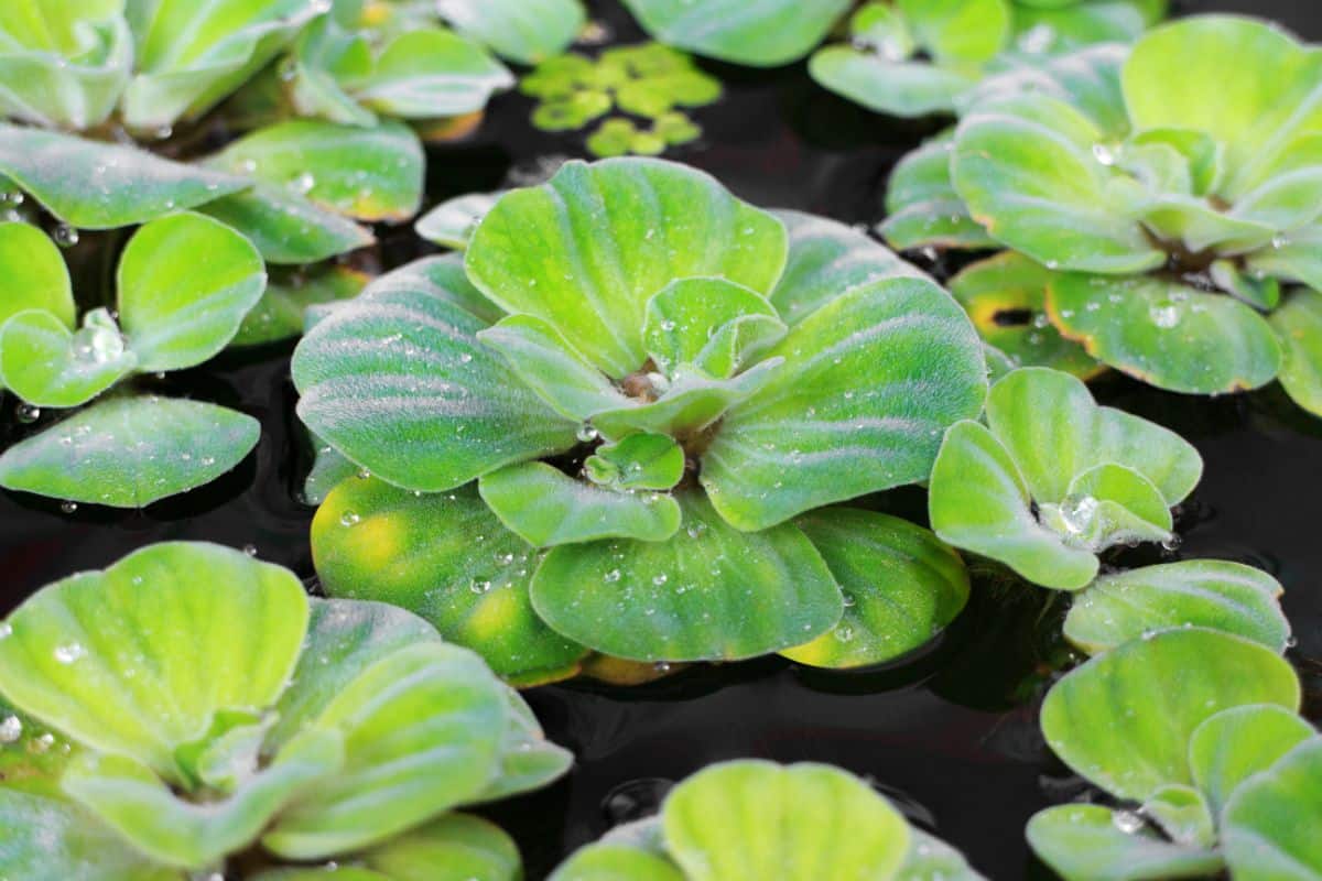 Floating water lettuce plants