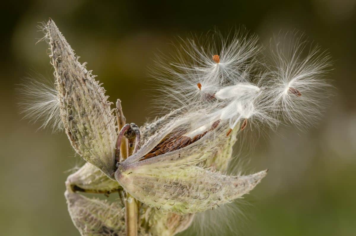 Seeds on a milkweed