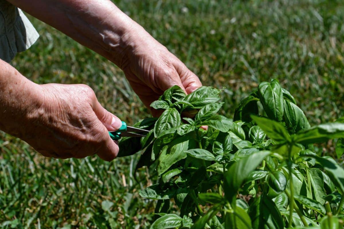 A person taking a cutting of basil