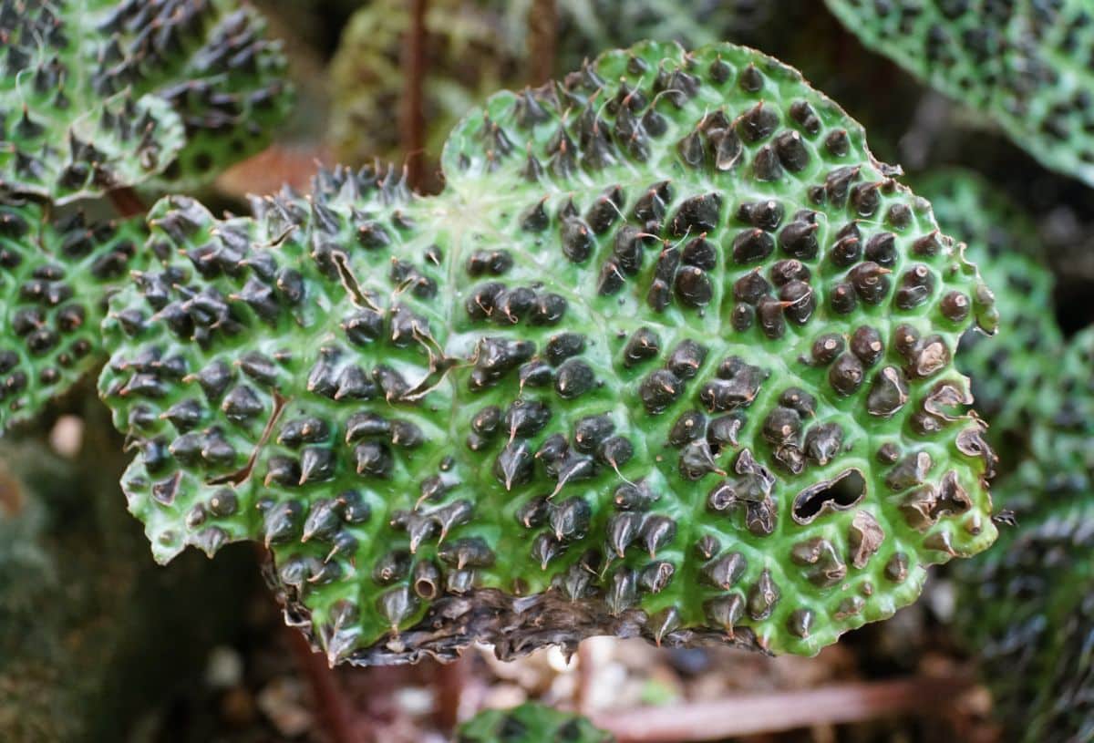 Begonia mellanobullata, a textured begonia variety