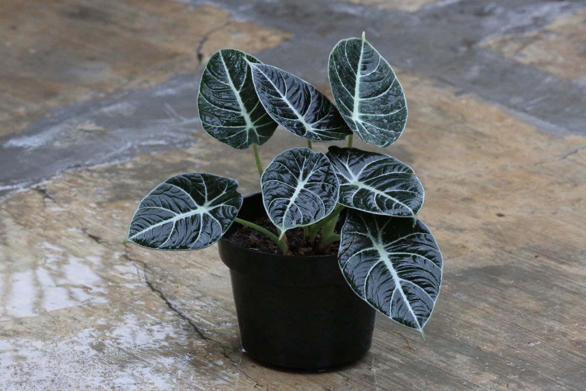 Black velvet alocasia plant