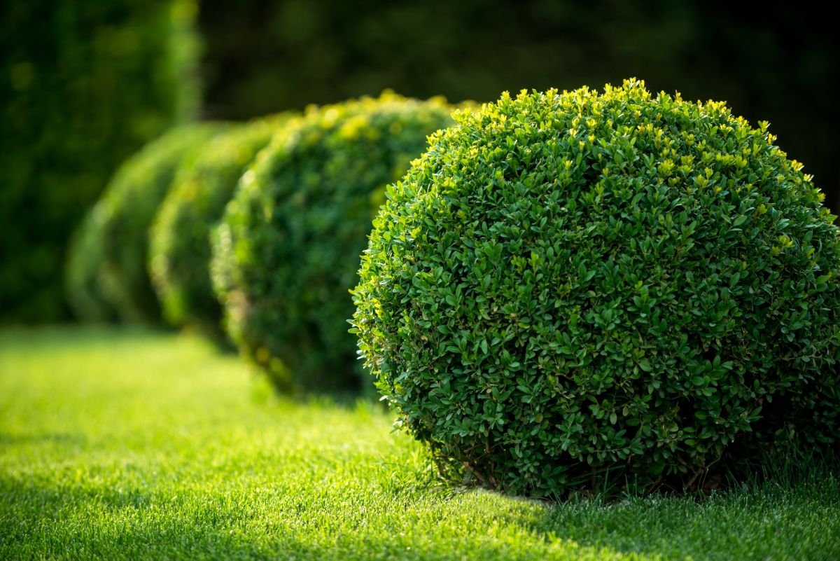 Round boxwood bushes