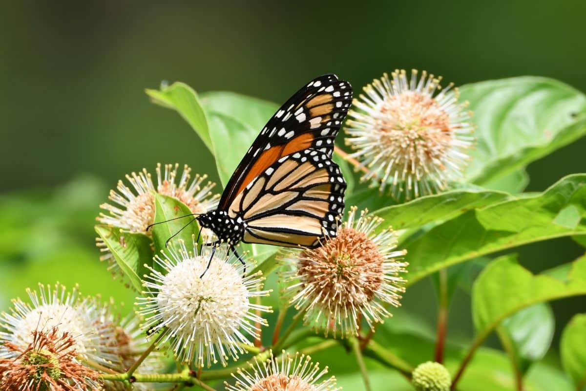 A butterfly on a buttonbush plant