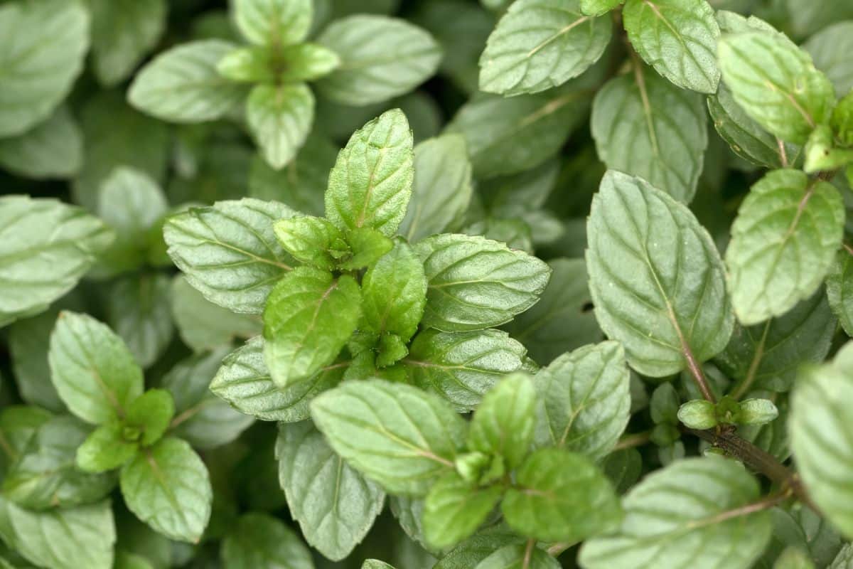 Chocolate mint, a type of peppermint