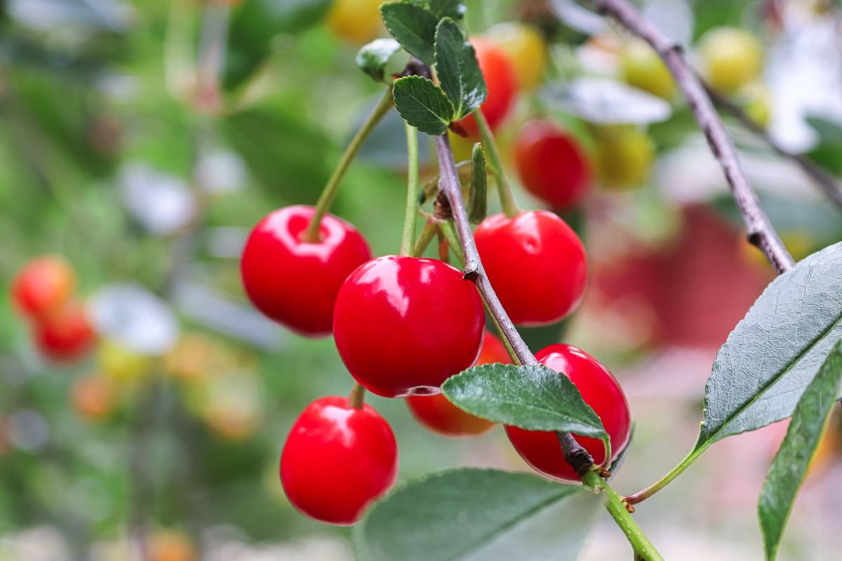 Bright red cherries on a cherry tree