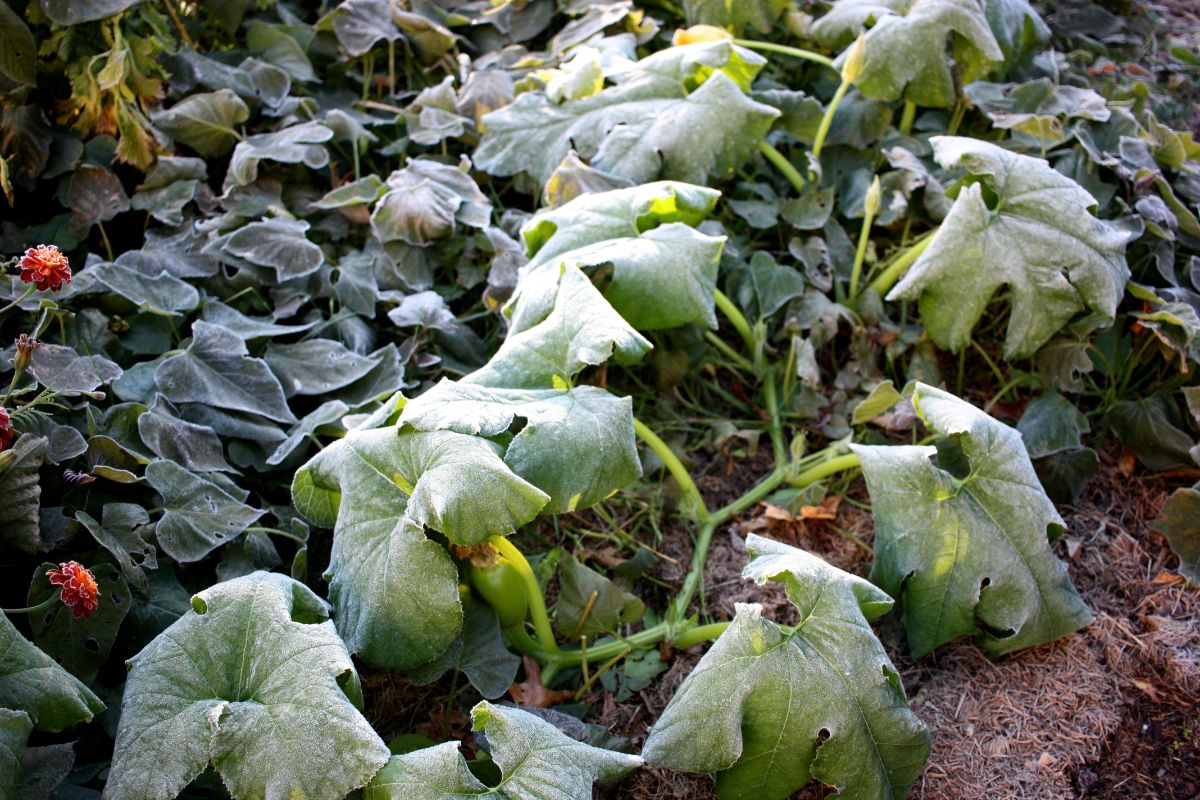 Frost damaged pumpkin vines