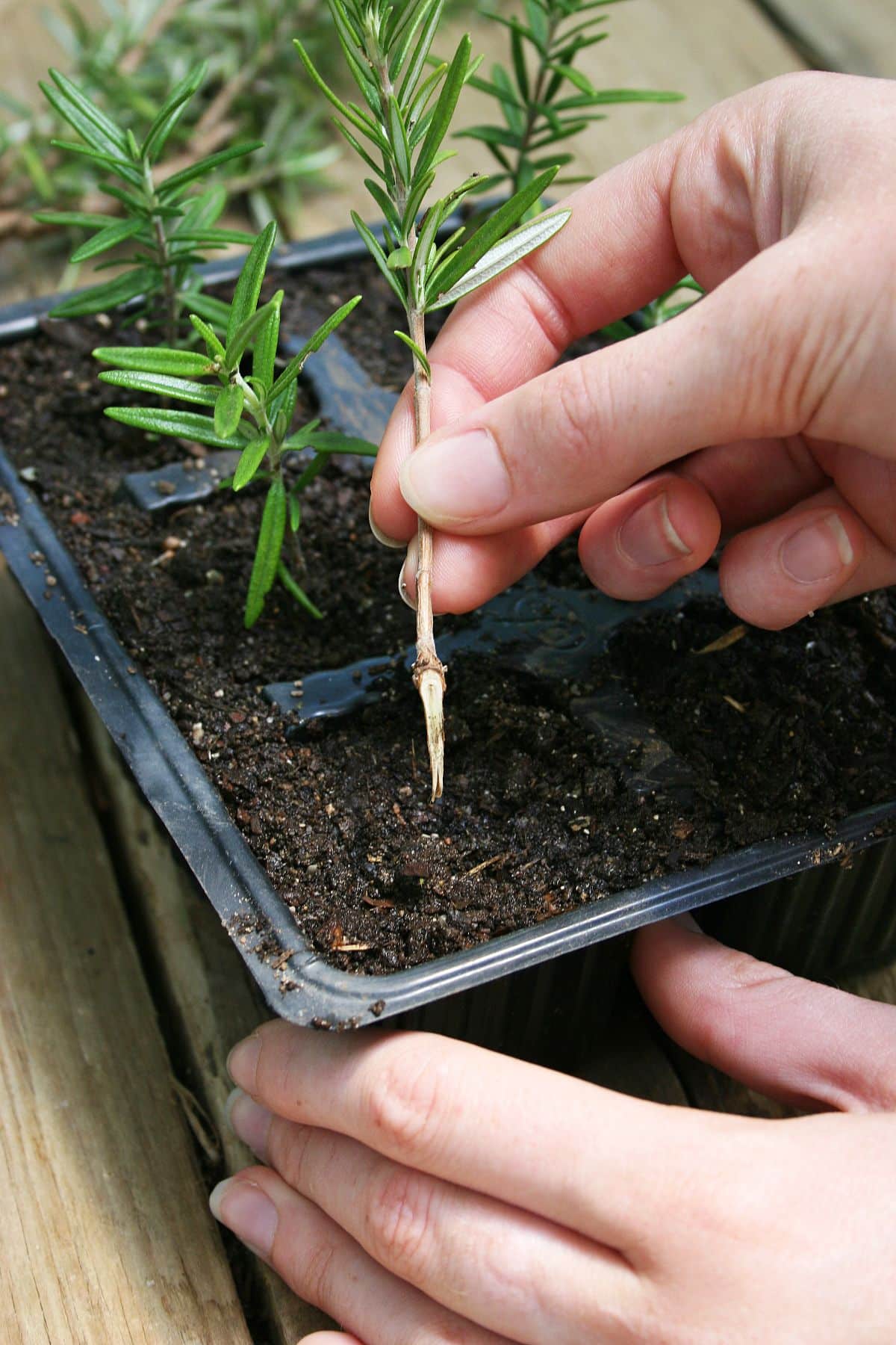 A woody stemmed herb being planted to root in soil