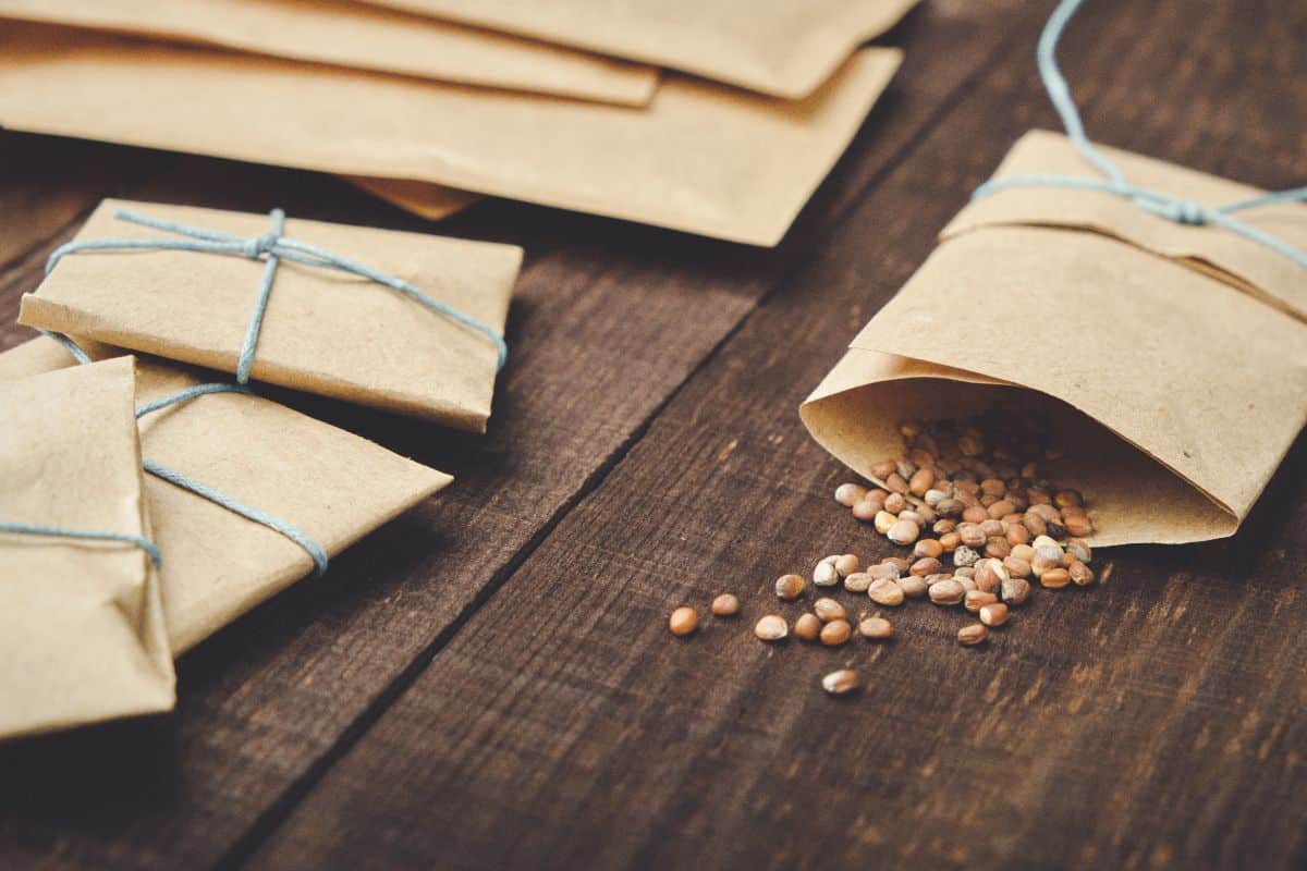 Seeds in paper packets