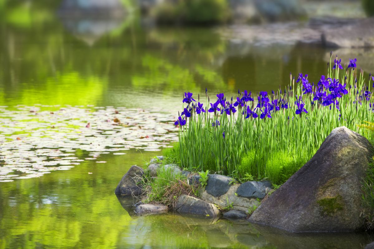 Purple flowering water irises