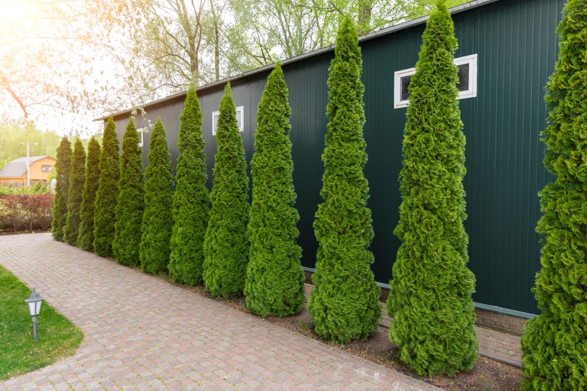 Arborvitae providing privacy to a building