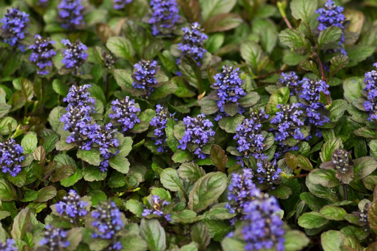 Bugleweed with purple flowers