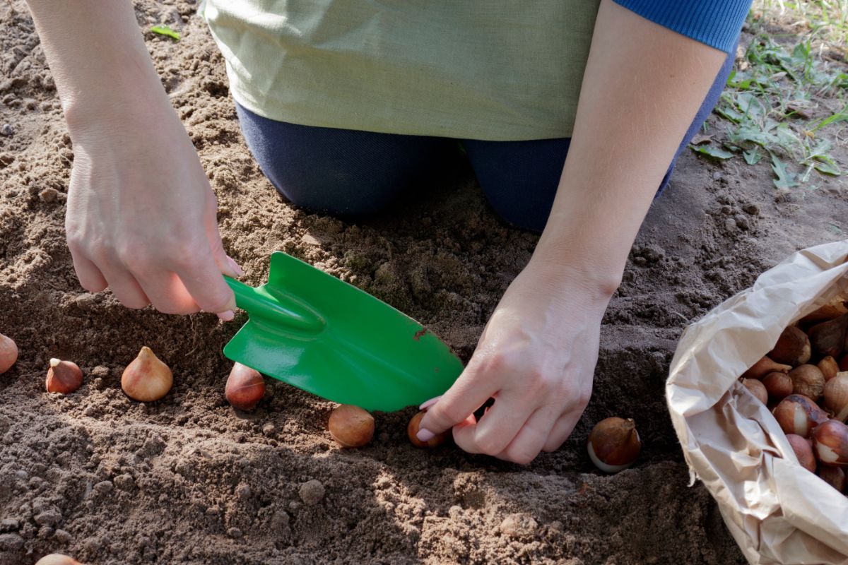 A gardener planting fall bulbs for spring flowers