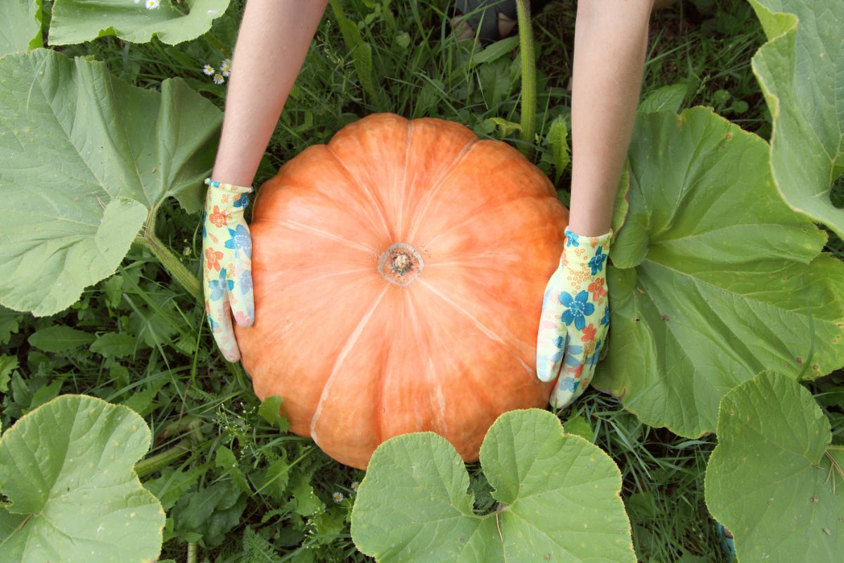 A nice, healthy ripe pumpkin