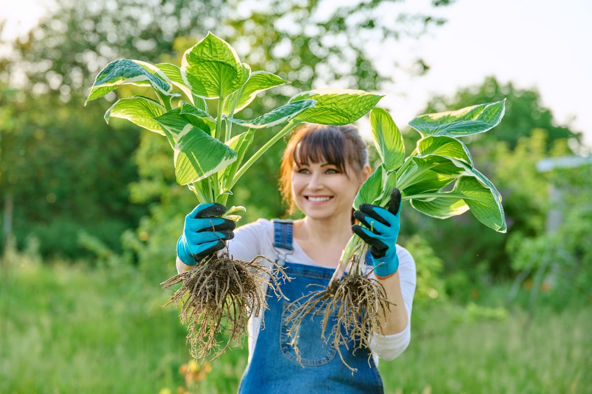 A woman with successfully divided perennials