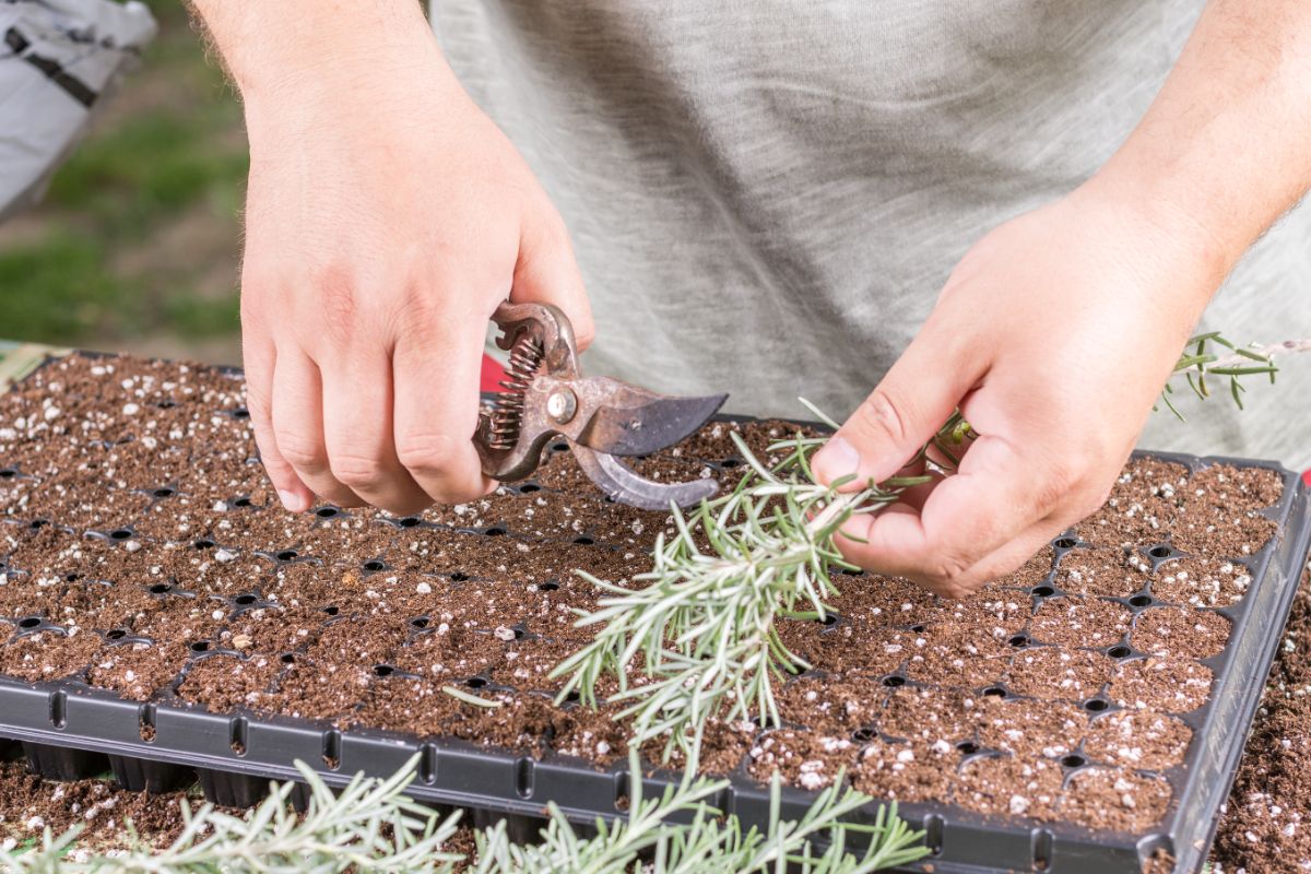 Cutting an herb root to propagate it