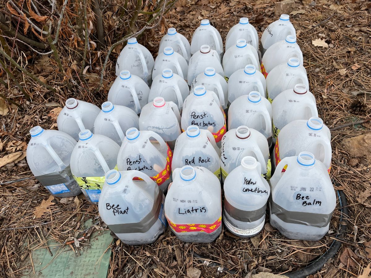 Winter sowing in gallon jugs