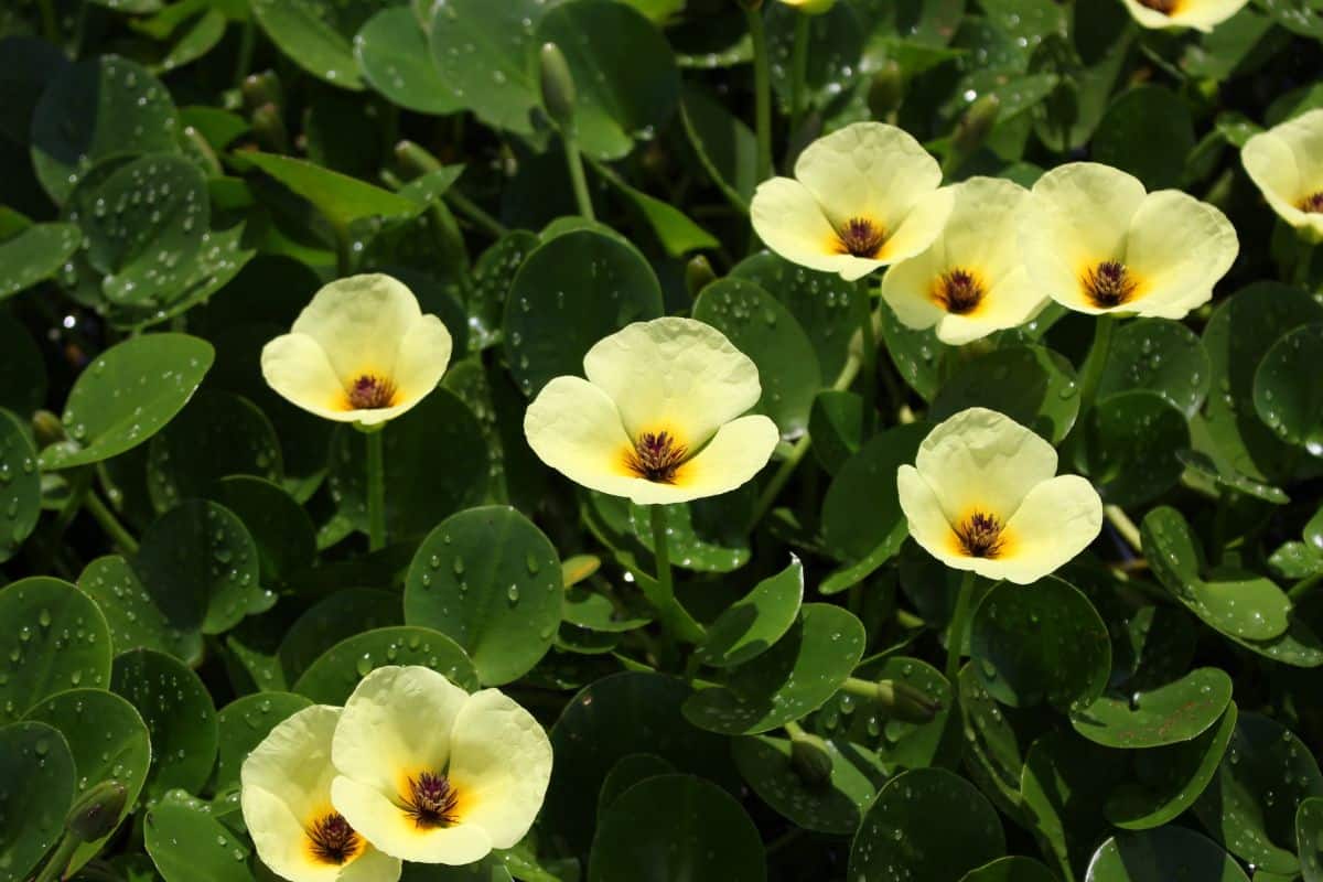 Yellow water poppy flowers